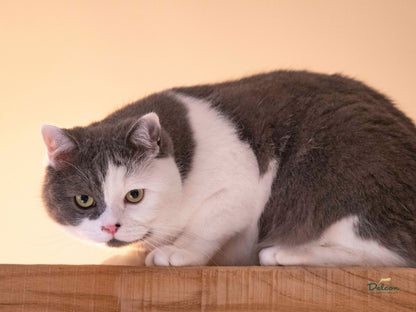 Visavertis begrūdis pašaras suaugusioms katėms su vištiena / 8,75 kg