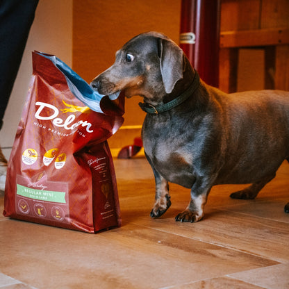 Visavertis pašaras suaugusiems šunims REGULAR MINI su ėriena, mažų veislių / 3 kg