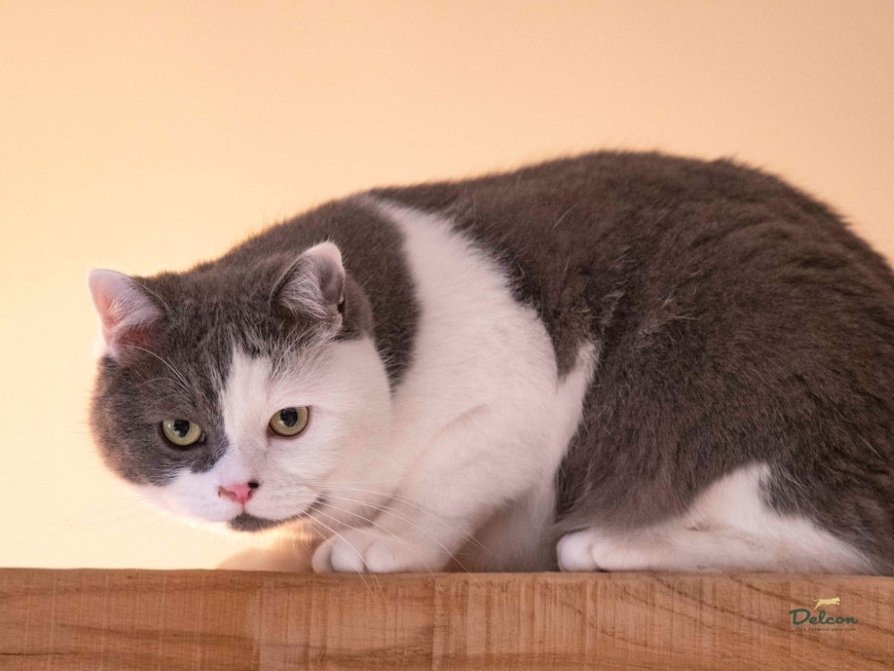 Visavertis begrūdis pašaras suaugusioms katėms su šlapimo takų problemomis / 1,75 kg