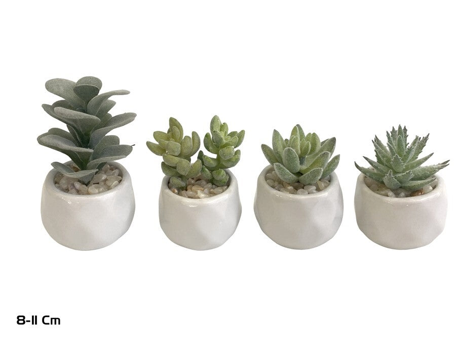 Dirbtiniai sukulentai 8–11 cm, 7x7x11 cm, LITO